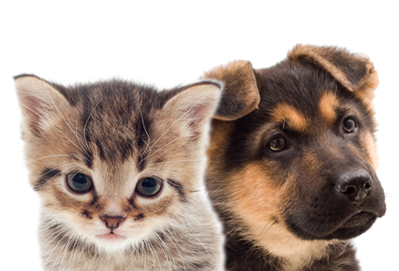 Responsible Pet Owner – 26th Judicial District Attorney